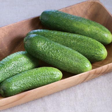 cucumbers for pickling