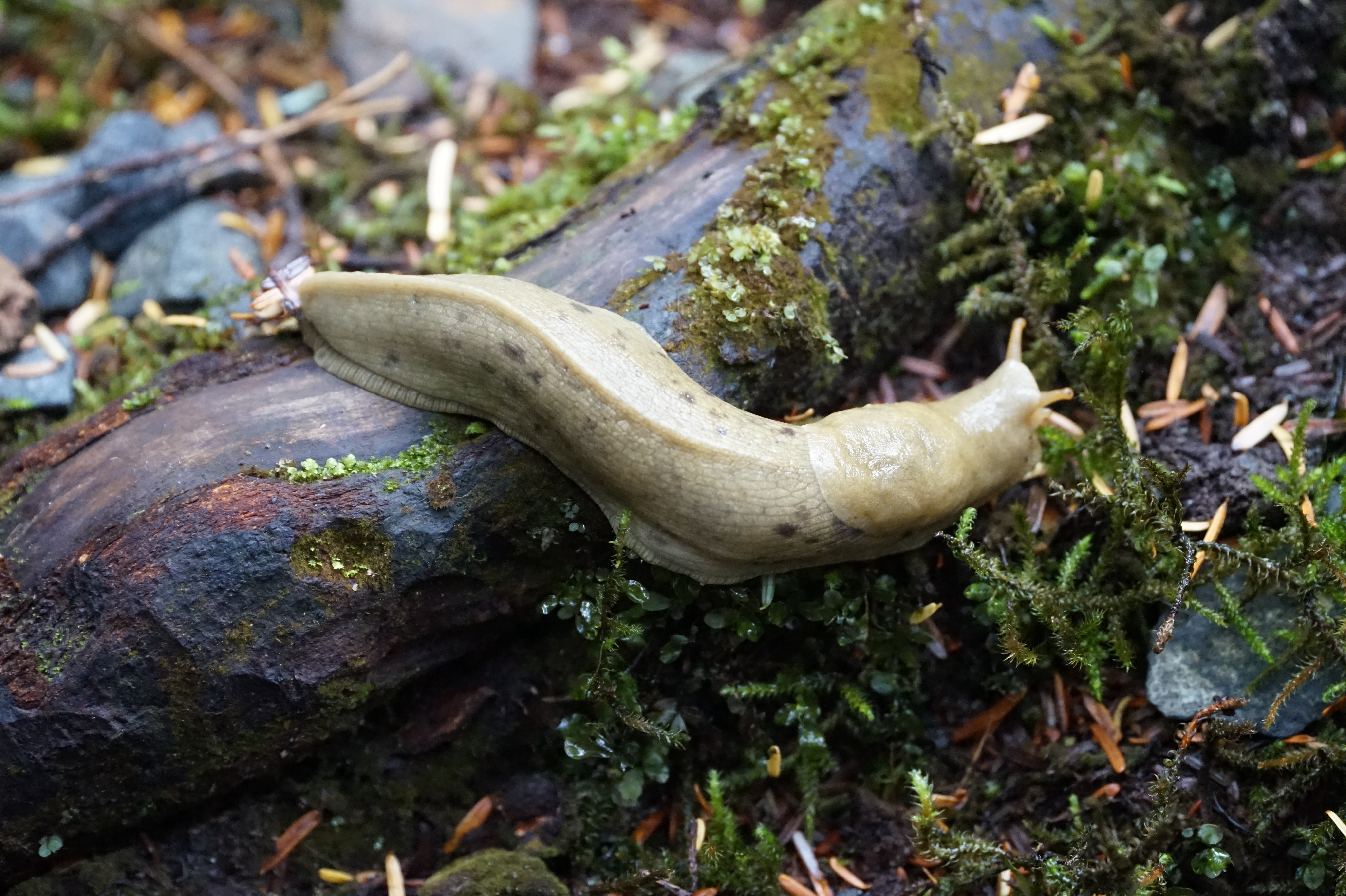 banana slug on the forest floor